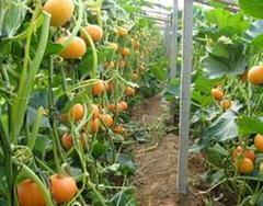 �ϹϷNֲ���g(sh��)�̌W(xu��)ҕ�l