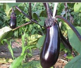 �������༼�g(sh��)�̳�