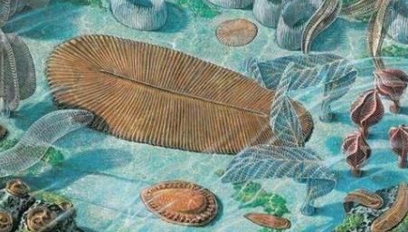 �����ݻ�mooc��������W��