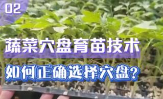 �߲�Ѩ�P���缼�g(sh��)�̳�