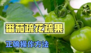 ���ѷNֲ���g(sh��)���ҕ�l