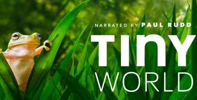 ��Tiny World��СС����1-2����Ӣ�İ�-�ǳ���