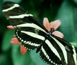 ���x����-���x��ʢ��