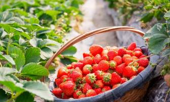 ��ݮ�Nֲ���g(sh��)ҕ�l