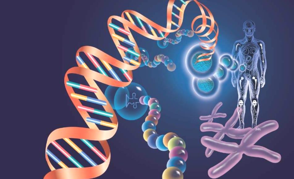 作業(yè)幫高中生物基礎(chǔ)復(fù)習(xí) 作業(yè)幫高中生物基礎(chǔ)復(fù)習(xí)