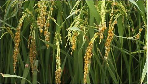 華中農業(yè)大學:農業(yè)植物病理學課程 華中農業(yè)大學:農業(yè)植物病理學課程