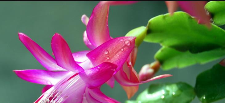 中國農(nóng)業(yè)大學(xué):植物學(xué)課程 中國農(nóng)業(yè)大學(xué):植物學(xué)課程