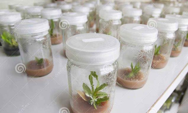 北京林業(yè)大學(xué)-植物組織培養(yǎng)mooc 北京林業(yè)大學(xué)-植物組織培養(yǎng)mooc