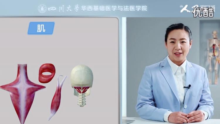 人體系統(tǒng)解剖學(xué)mooc 人體系統(tǒng)解剖學(xué)mooc