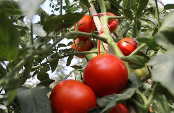 ���ѷNֲ���g(sh��)�n��