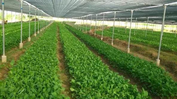 �߲�Ѩ�P(p��n)���缼�g(sh��)�̳�